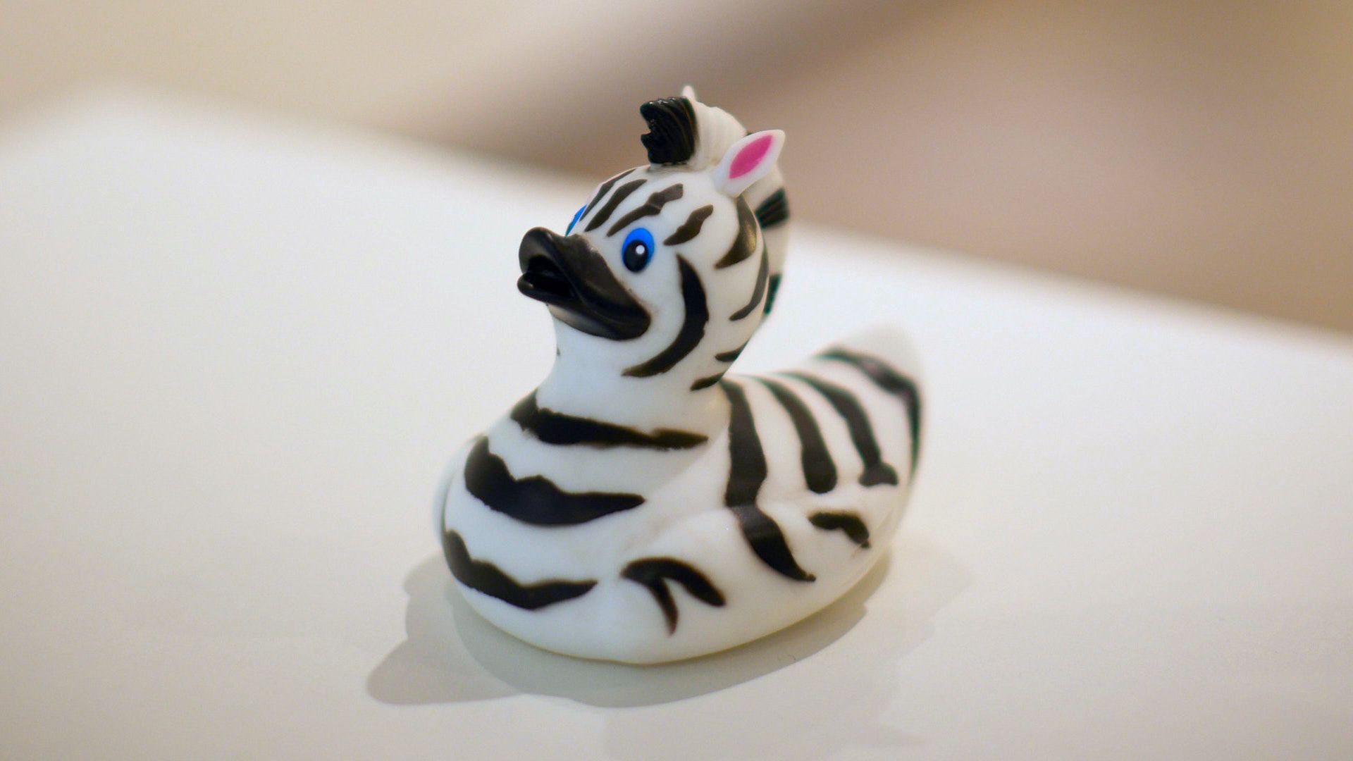 Unsere Zebraente